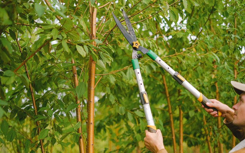 Tree trimming in Allendale, MO